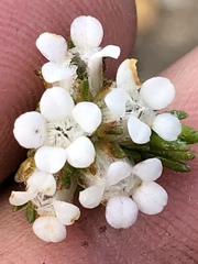 Euchaetis scabricosta