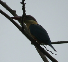Pelargopsis capensis