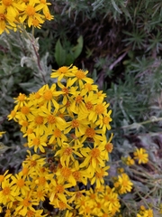 Senecio carnerensis