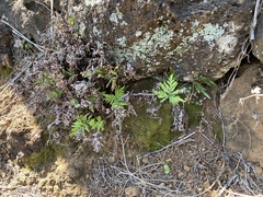 Doryopteris decipiens