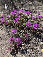 Abronia villosa