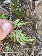 Doryopteris decipiens