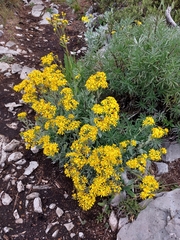 Senecio carnerensis