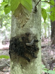 Megapallifera mutabilis