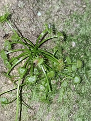Drosera auriculata