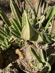 Stapelia gigantea