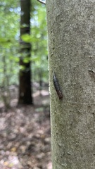 Megapallifera mutabilis