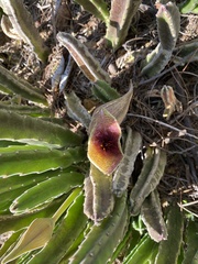 Stapelia gigantea