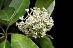 Alstonia scholaris