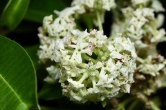 Alstonia scholaris