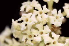 Alstonia scholaris