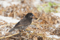 Geospiza conirostris