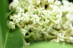 Alstonia scholaris