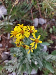 Senecio carnerensis