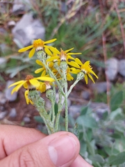 Senecio carnerensis