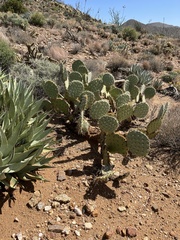 Opuntia phaeacantha