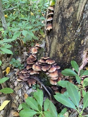 Hypholoma lateritium
