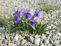 Iris hookeri