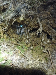 Arachnocampa luminosa
