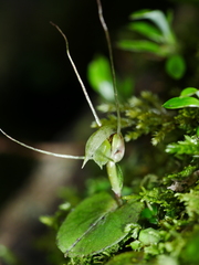 Corybas rivularis