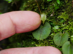 Corybas rivularis
