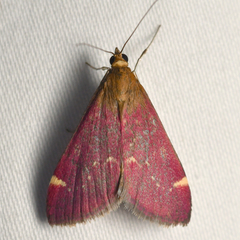 Pyrausta grotei