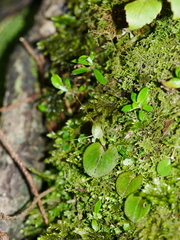 Corybas rivularis