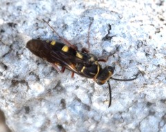 Zanysson texanus