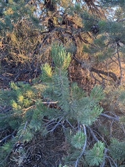 Pinus edulis