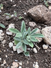 Lupinus texensis