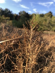 Coleataenia rigidula