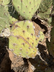 Opuntia phaeacantha