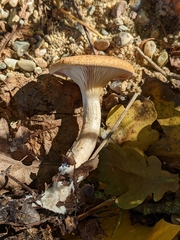 Paralepista gilva