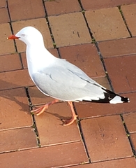 Chroicocephalus novaehollandiae scopulinus