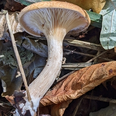 Paralepista gilva