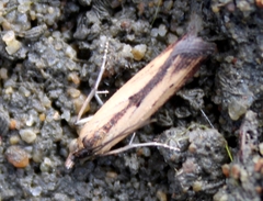 Elasmopalpus lignosella