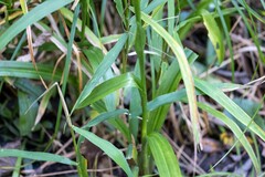Spiranthes odorata