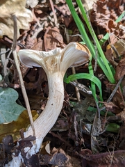 Paralepista gilva