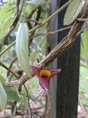 Aristolochia caulialata
