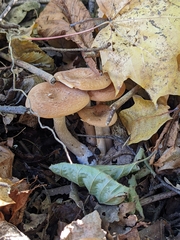 Paralepista gilva