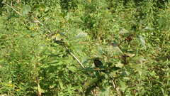 Crataegus crus-galli