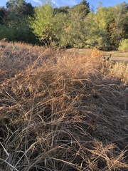 Coleataenia rigidula