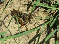 Hippiscus ocelote