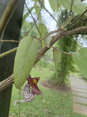 Aristolochia caulialata