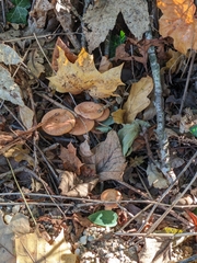 Paralepista gilva