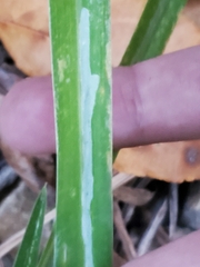 Ophiomyia kwansonis