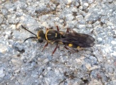 Zanysson texanus