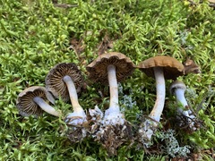 Cortinarius harvardensis