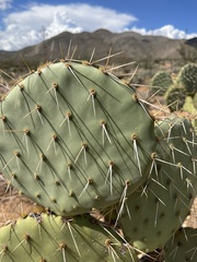 Opuntia phaeacantha