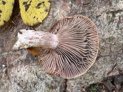 Lactarius sanguifluus